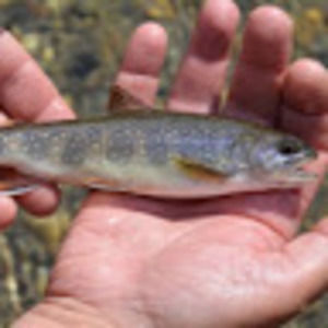 Meet your Posher, Lucy